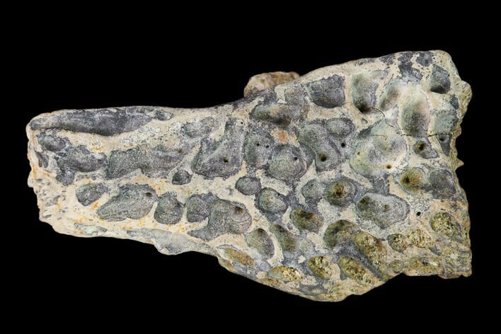 Fossil Crocodile Skull Scute - Lance Creek Formation, Wyoming #148817